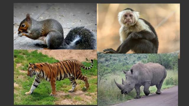 Animals Name in Hindi and English | जानवरों के नाम with images - News Viral  SK
