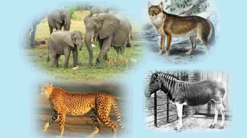 Animals And Their Homes In Hindi, wild animals name in hindi - News Viral SK