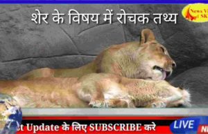 Interesting facts about lion in Hindi