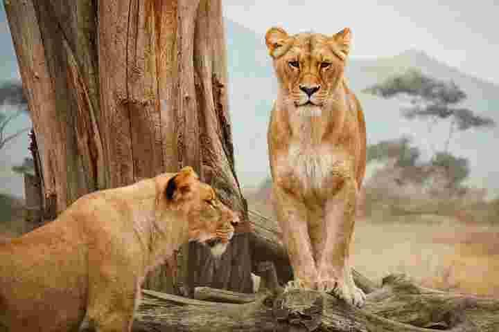 Interesting facts about lion in Hindi
