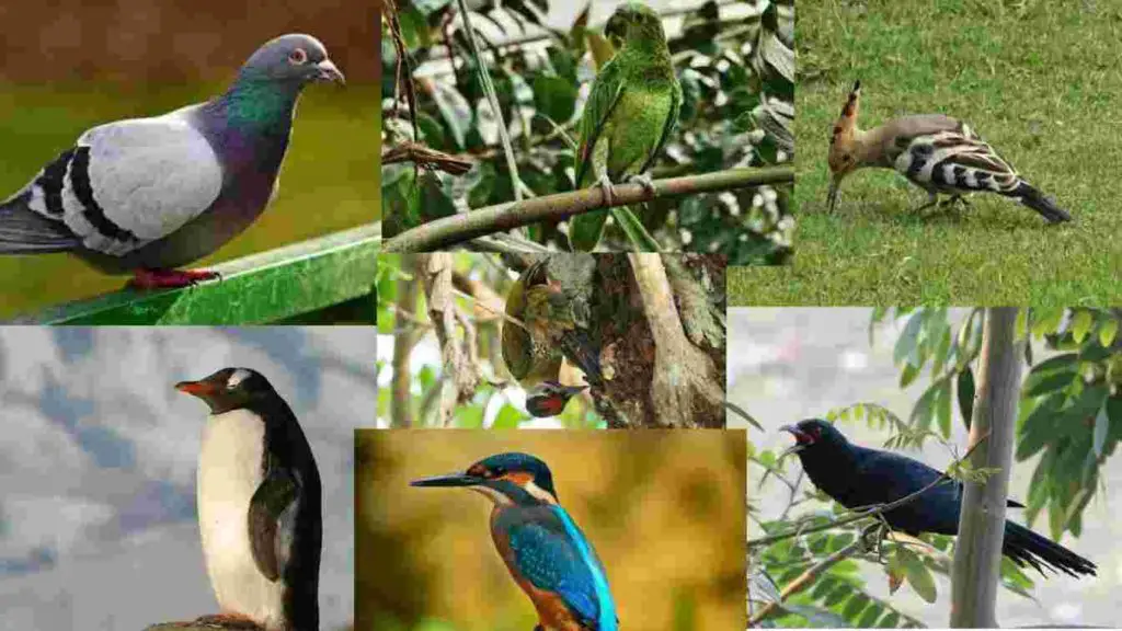 Birds name in Hindi and English