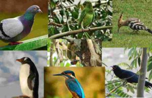 Birds name in Hindi and English
