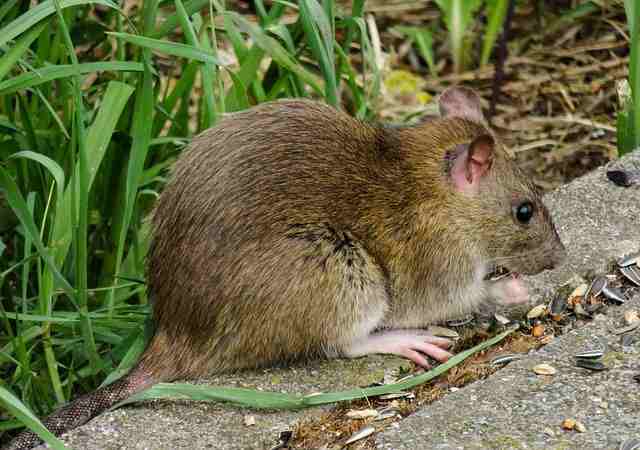 Interesting facts about Rat in Hindi