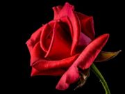 Vishva gulab Divas History of World Rose Day