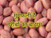 Benefits of Peanuts in Hindi