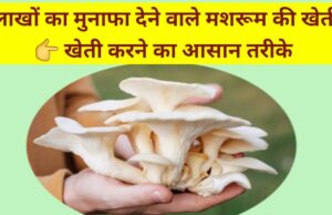 Business Idea Nushroom ki Kheti